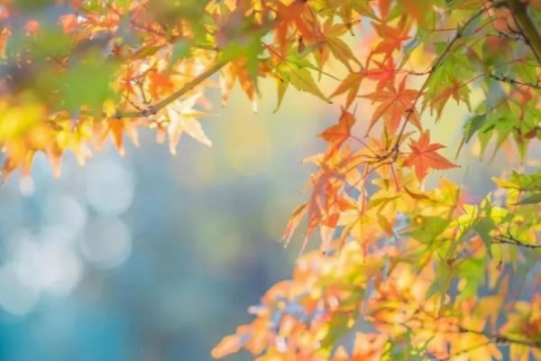 秋意渐浓,可以让家中更具空灵通透感